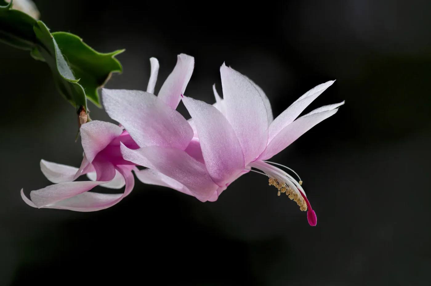 Quick Troubleshooting Guide for Healthy Blooms