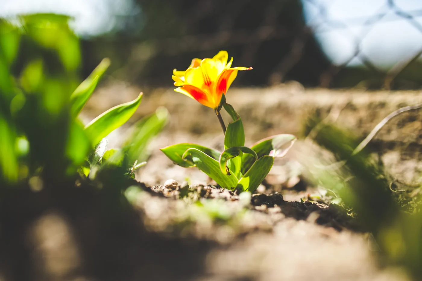 How to Feed Bulbs Safely at Planting Depth