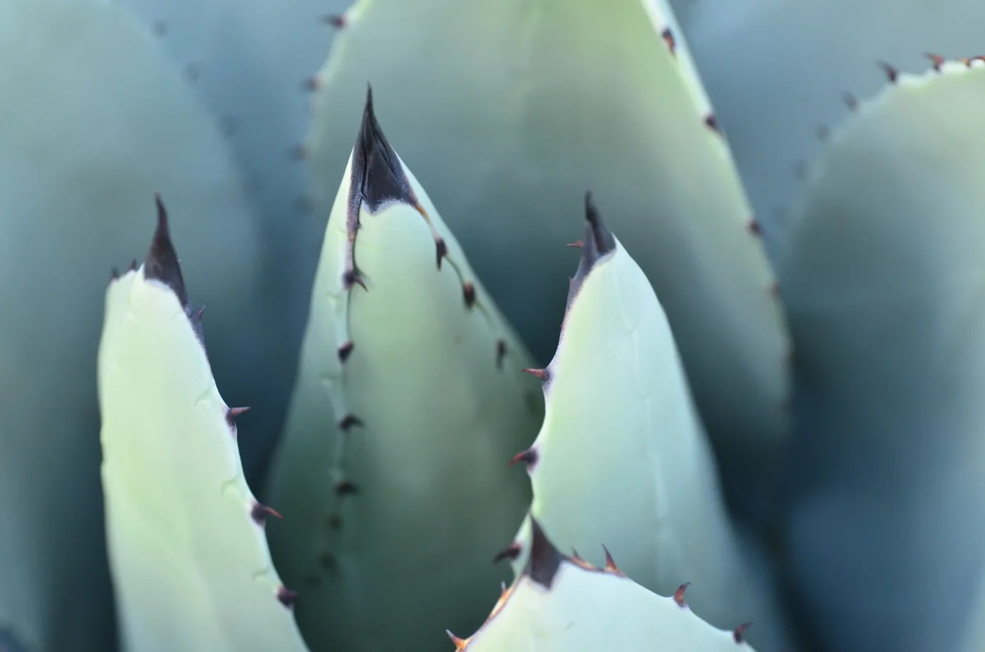 Leaf Shape Breakdown: Clawed Edges Versus Rounded Lobes
