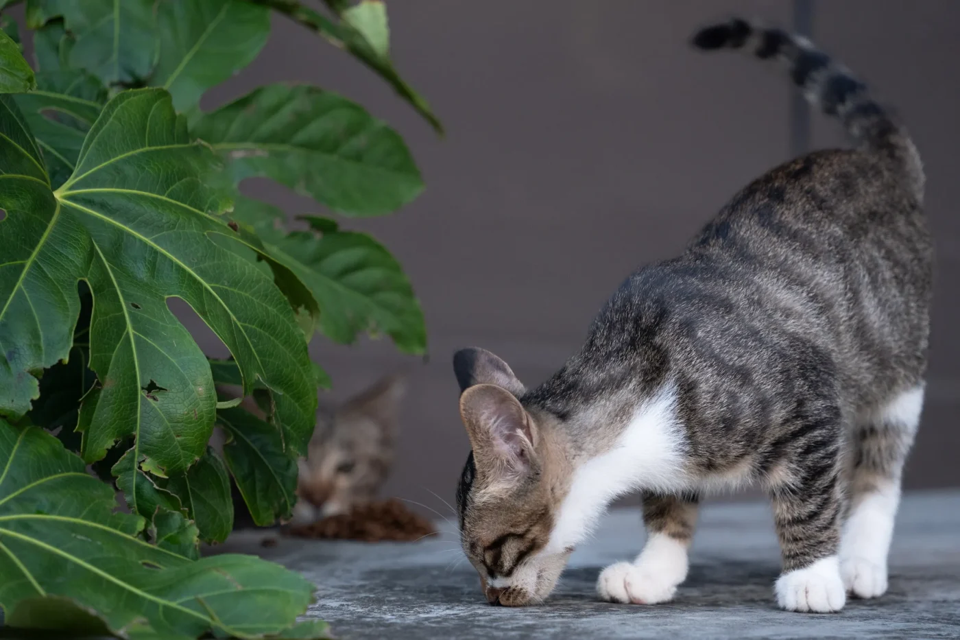 Debunking the Holiday Pet Toxicity Myth