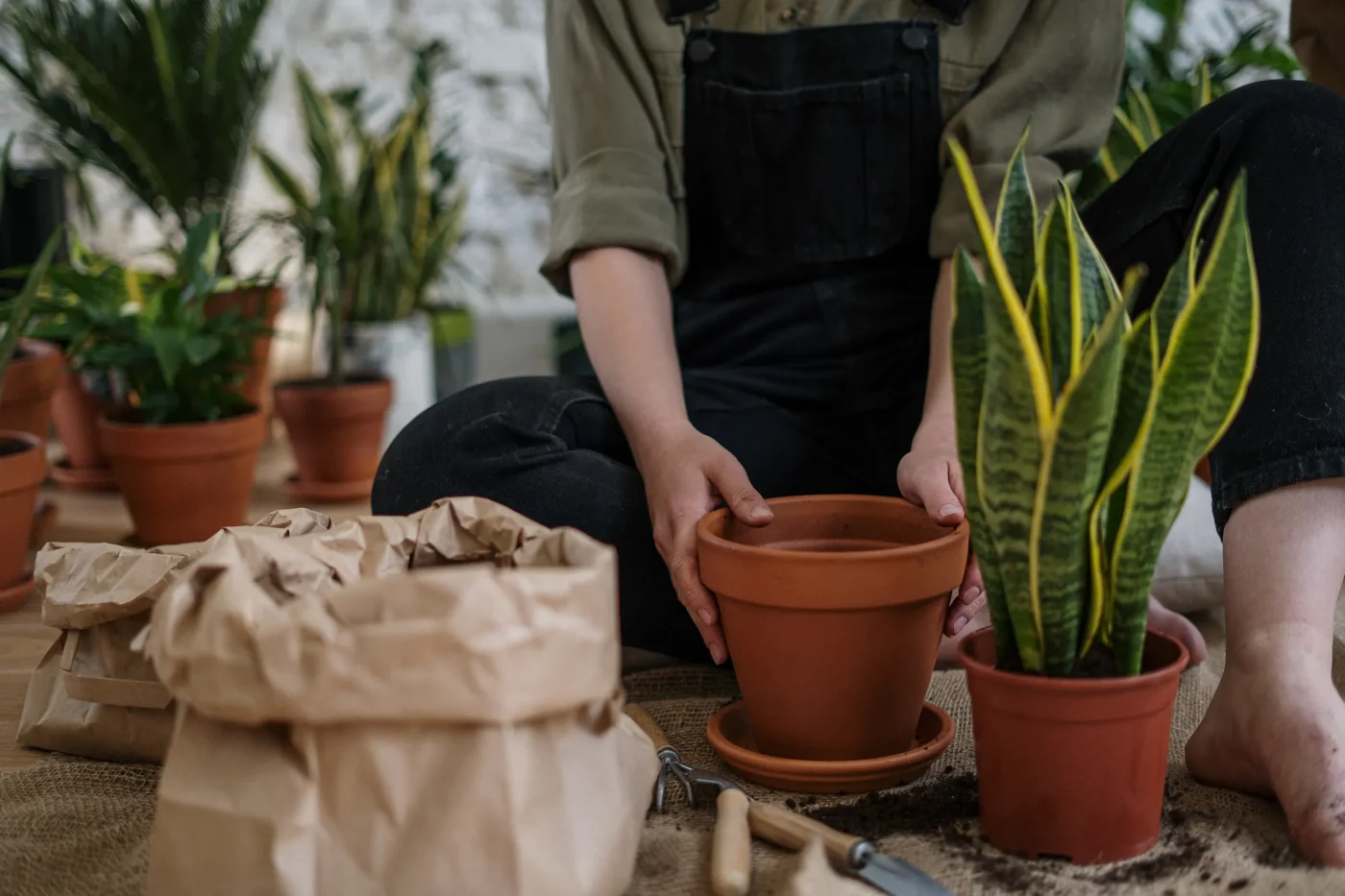 Choosing the Best Wintering Strategy for Container Blooms