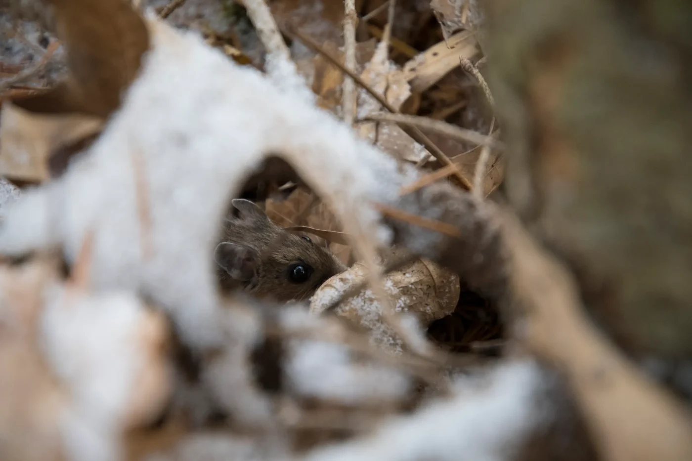 Why Do Rodents Target Crocuses During Freezing Months?