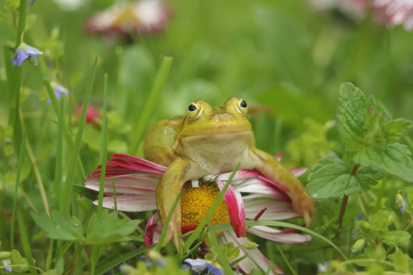 Comparing Sustainable Frogs and Plastic Foam