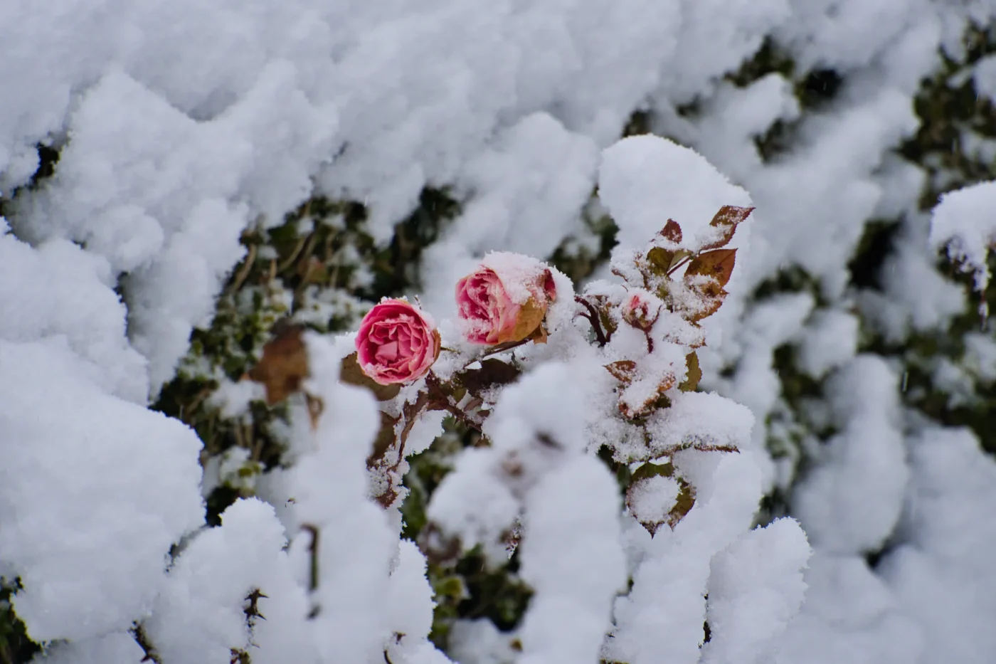 The Critical Fall Care Errors That Threaten Canadian Roses