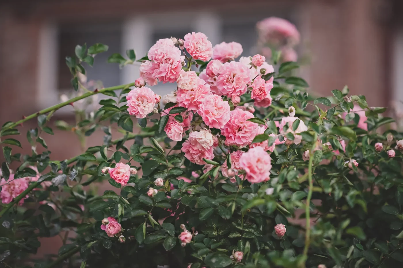Step-by-Step Method to Protect Garden Roses