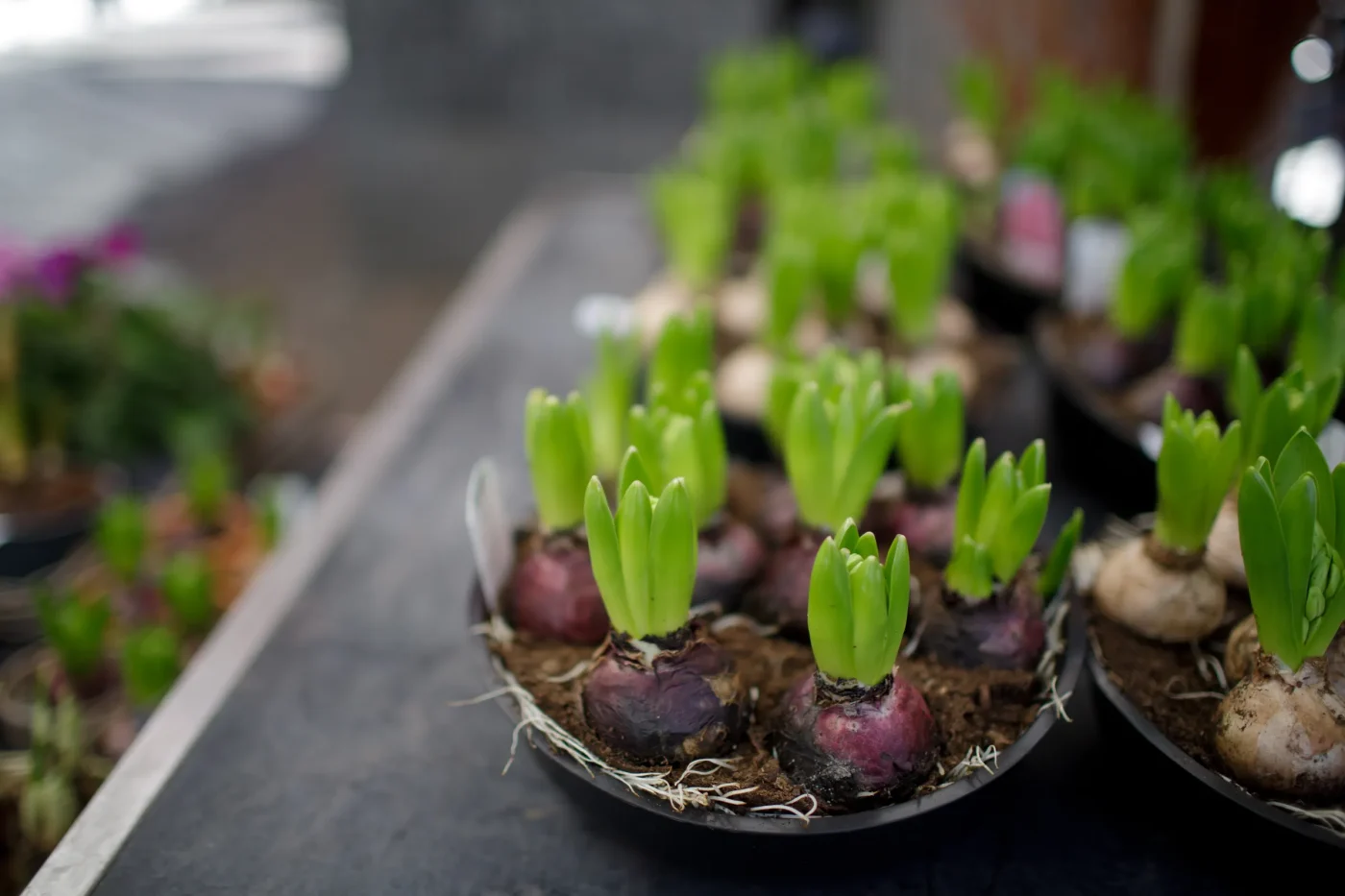 Smart Planting Strategies and Unpalatable Companions