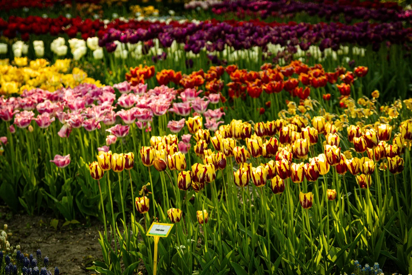 Separating Fact from Fiction in Bulb Care