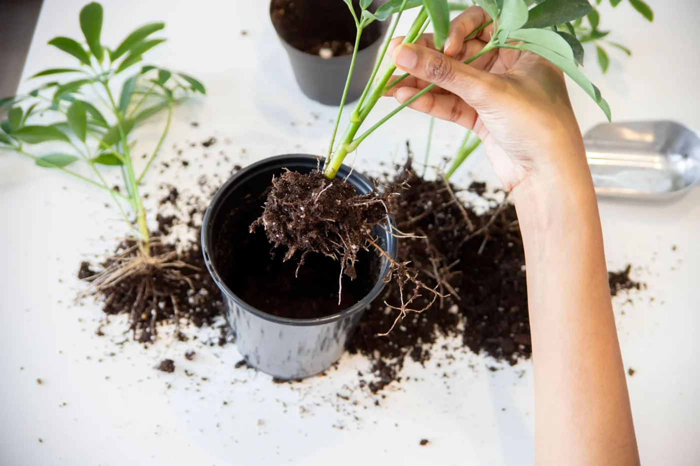 How to Plant Bare Root Peonies in Canadian Soils