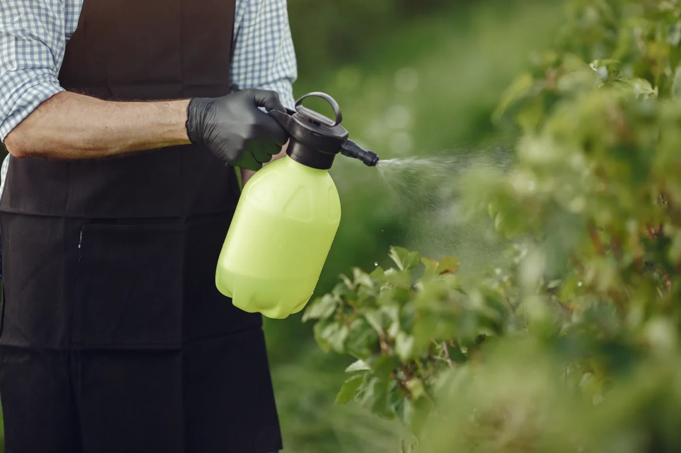 Immediate Steps: How to Treat Powdery Mildew on Garden Asters