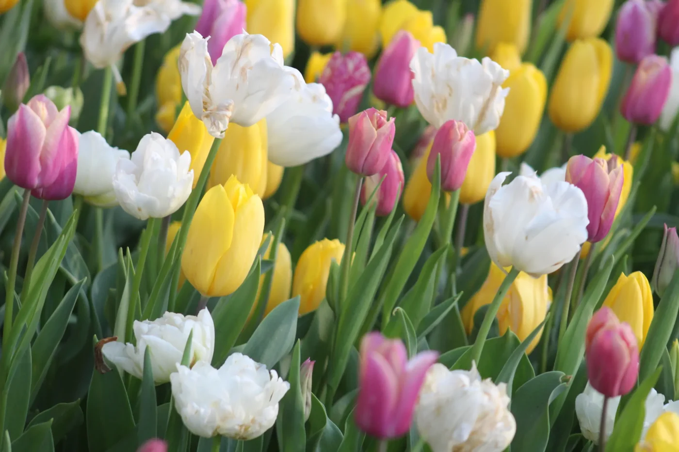 Navigating Bulb Quality and Fungal Setbacks