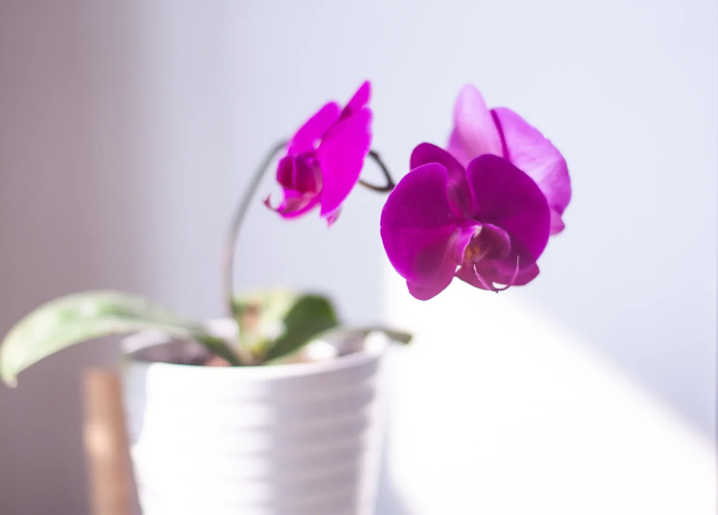 The Step-by-Step Routine for Fall Spike Stimulation
