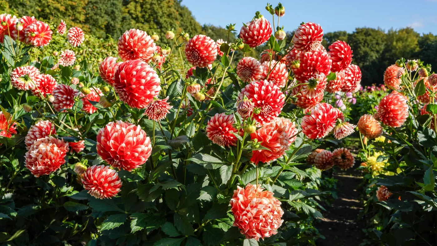 How to Salvage and Store Tubers Safely