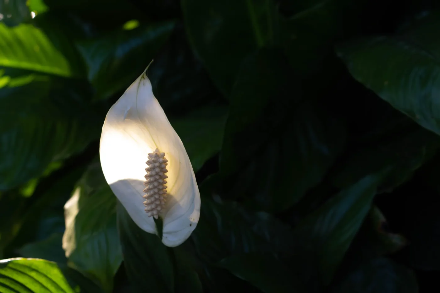 Why Has Your Peace Lily Stopped Blooming?