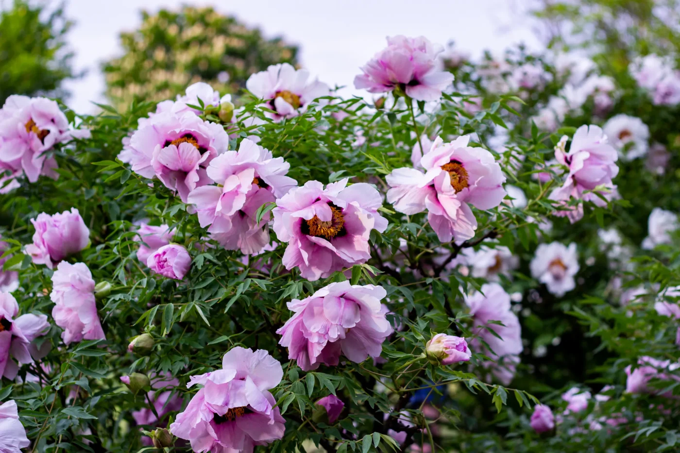 The Crucial Distinction: Herbaceous Versus Tree Peonies