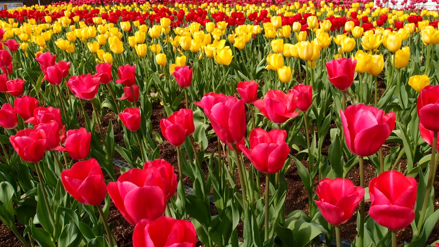Why Fall Planting Demands Phosphorus Over Foliage