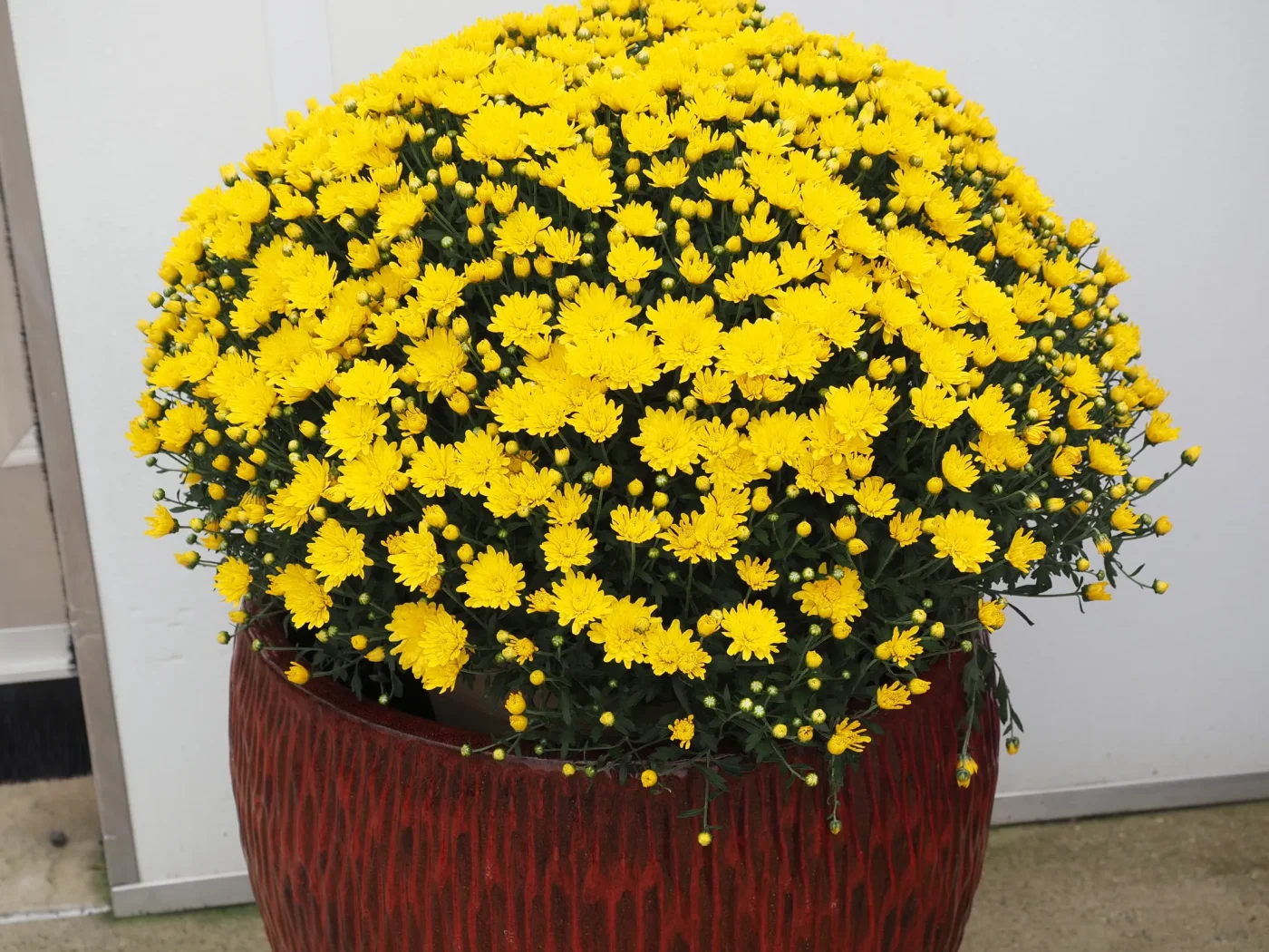 Hardy Garden Mums vs. Florist Mums: Spotting the Difference