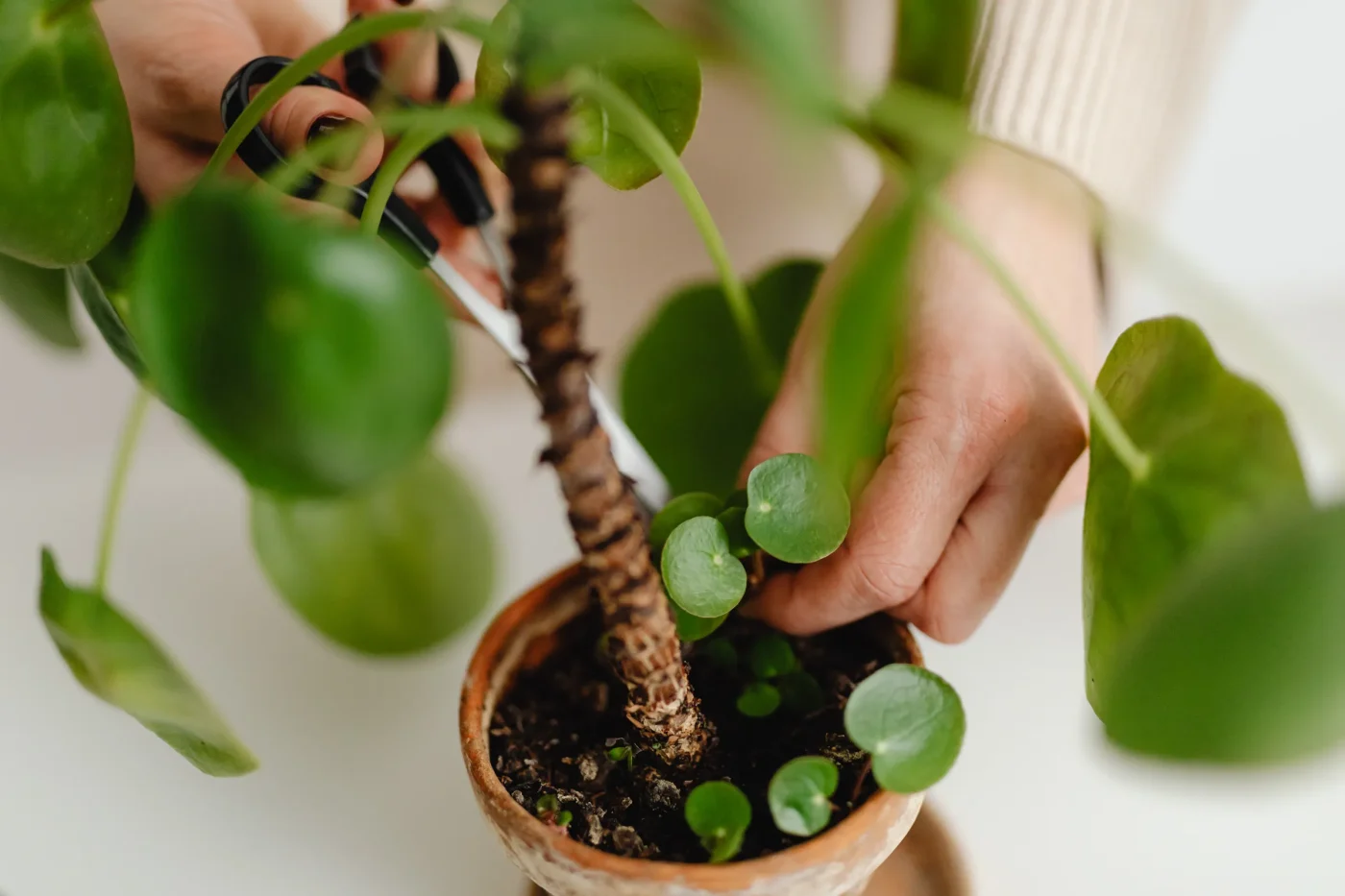 Step-by-Step Technique to Deadhead Potted Mums