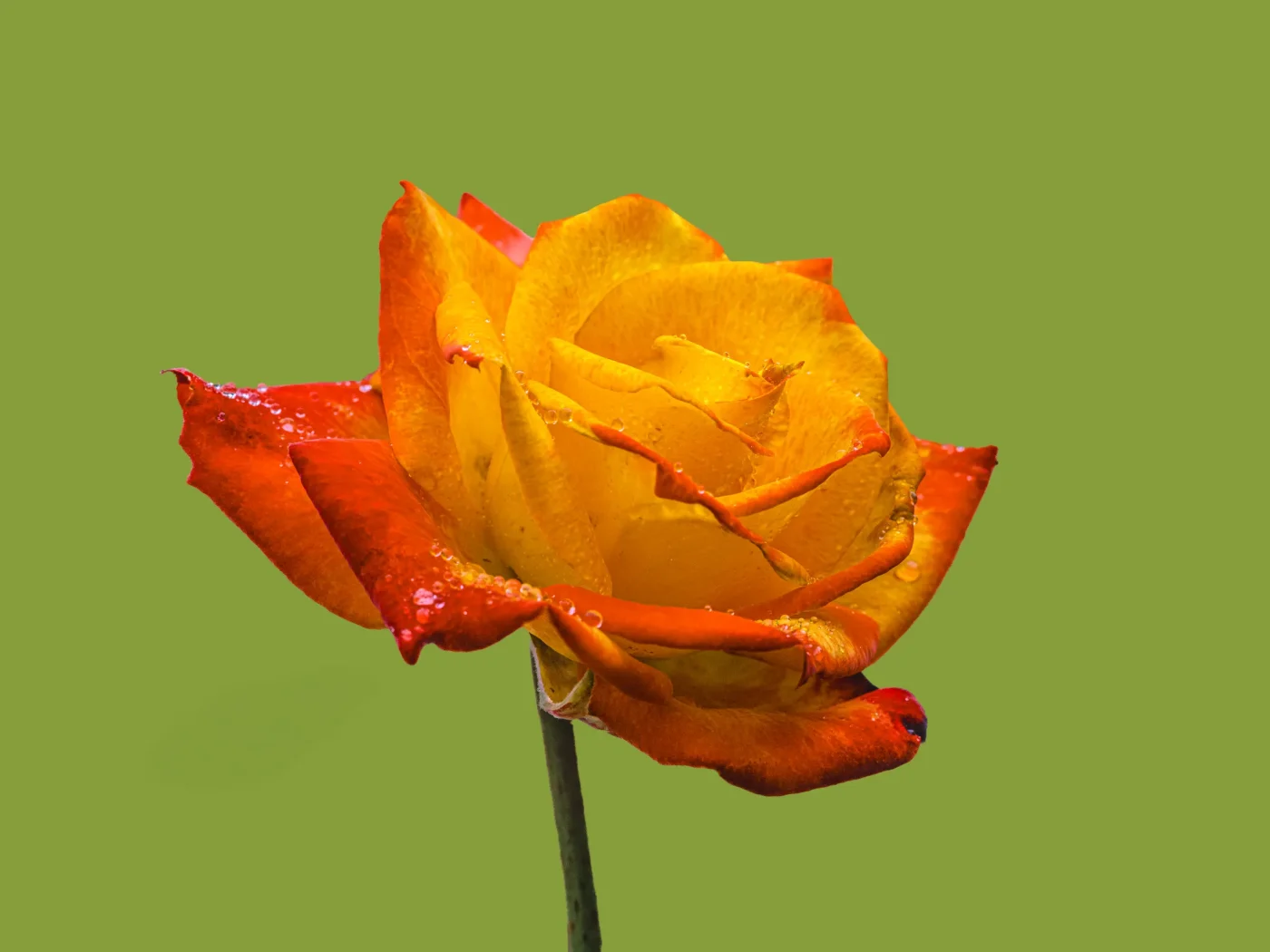 Why Water Is the Ultimate Enemy of Preserved Blooms
