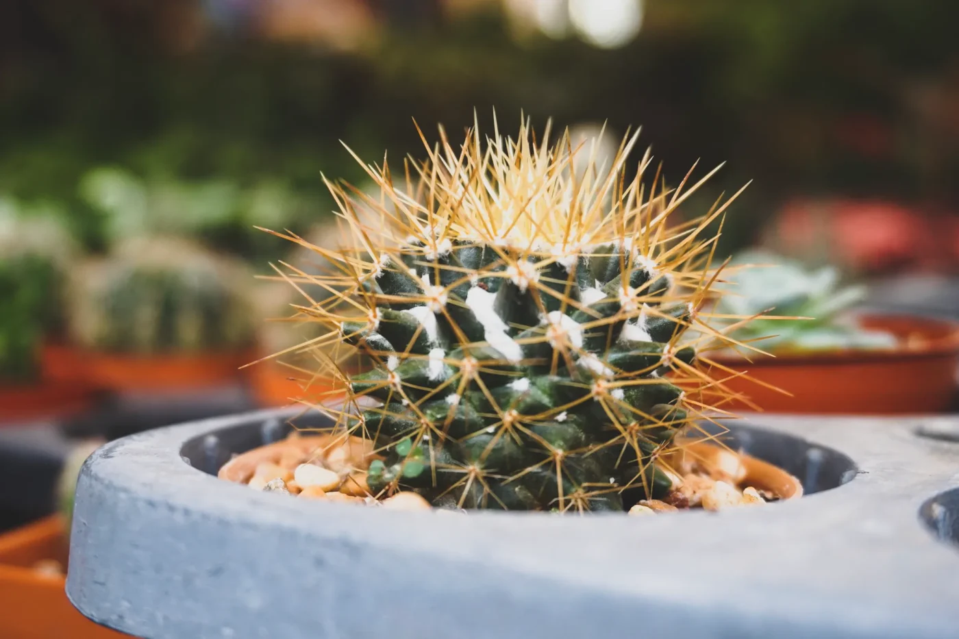 Watering Mistakes: Finding the Moisture Balance